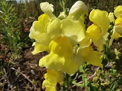 Antirrhinum majus