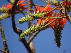 Erythrina stricta