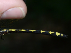 Cordulegaster obliqua