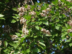 Millettia pinnata