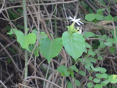 Jasminum malabaricum