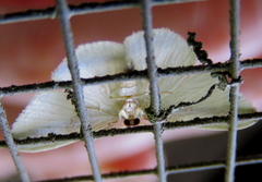 Comostola leucomerata