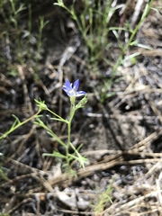 Eriastrum sapphirinum