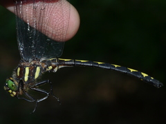 Cordulegaster obliqua