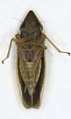 Draeculacephala balli