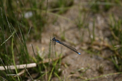 Cyanallagma interruptum