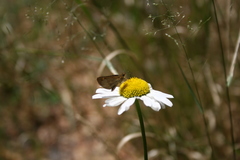 Butleria bissexguttatus
