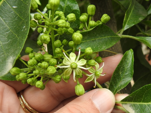 Casimiroa edulis
