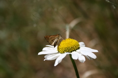 Butleria bissexguttatus