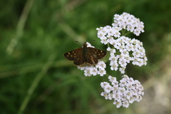 Butleria bissexguttatus