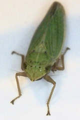 Draeculacephala balli