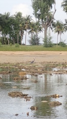 Ardea sumatrana