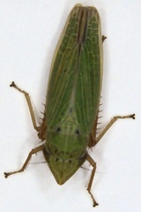 Draeculacephala balli