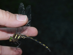 Cordulegaster obliqua