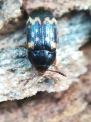 Mycetophagus atomarius