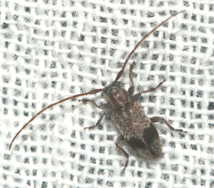 Exocentrus punctipennis