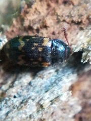 Mycetophagus atomarius