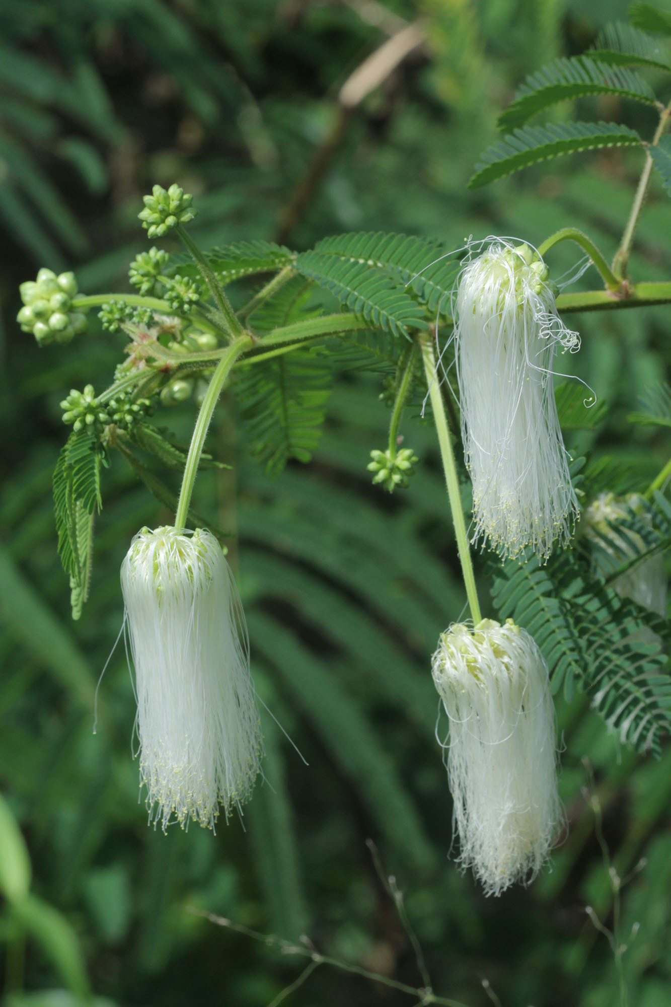 Zapoteca portoricensis