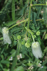 Zapoteca portoricensis