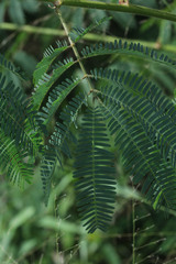 Zapoteca portoricensis