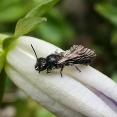 Chelostoma rapunculi