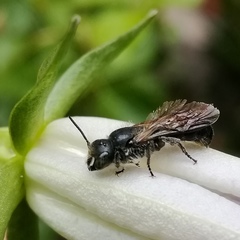Chelostoma rapunculi