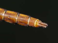 Neurocordulia virginiensis