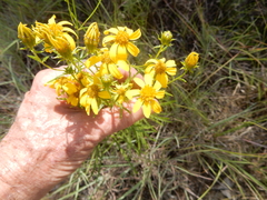 Dysodiopsis tagetoides