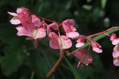 Begonia