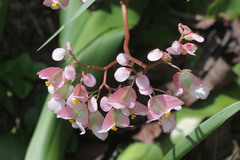 Begonia