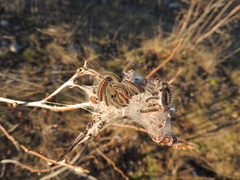 Aporia crataegi