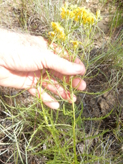 Dysodiopsis tagetoides