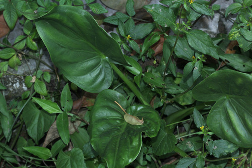 Alocasia cucullata