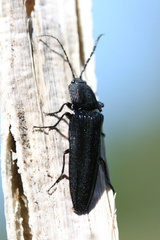 Tibionema abdominalis