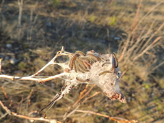 Aporia crataegi