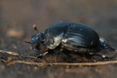 Homocopris torulosus
