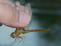 Neurocordulia virginiensis