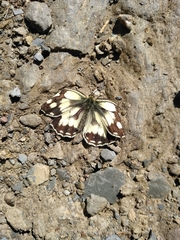 Melanargia galathea