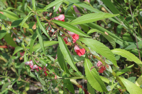 Impatiens balsamina