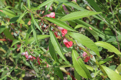 Impatiens balsamina