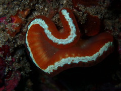 Sycozoa