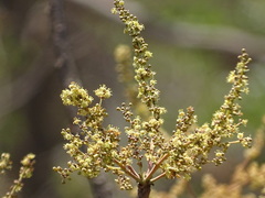 Lannea coromandelica