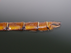 Neurocordulia virginiensis