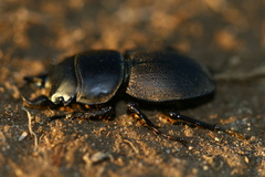 Apterodorcus bacchus
