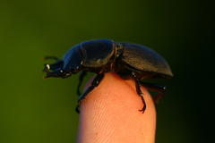 Apterodorcus bacchus