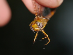 Neurocordulia virginiensis