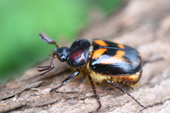 Oryctomorphus bimaculatus