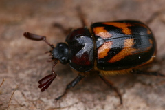 Oryctomorphus bimaculatus