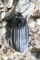Oxelytrum lineatocolle