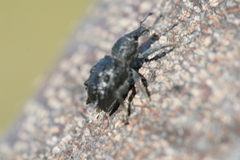 Megalometis spinifer